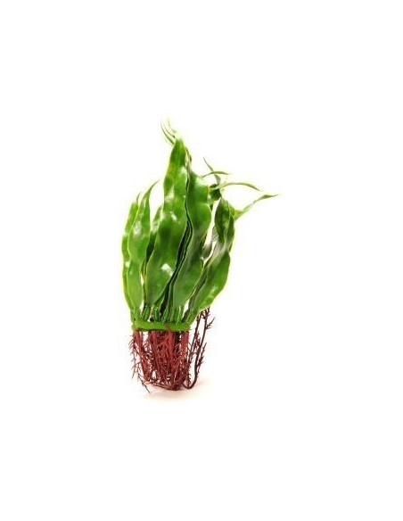 Marina Rootscaper  Helecho De Java 15 Cm
