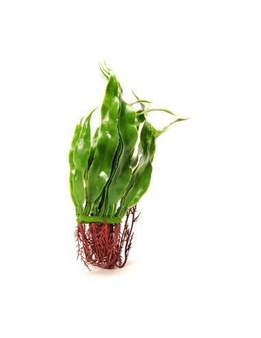 Marina Rootscaper  Helecho De Java 20 Cm