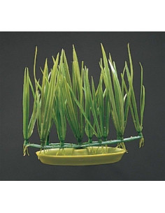 Marina Aquascaper Foreg. Micro Sagittaria 5  Cm