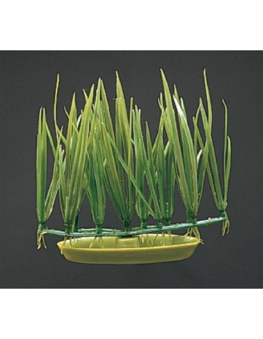 Marina Aquascaper Foreg. Micro Sagittaria 5  Cm
