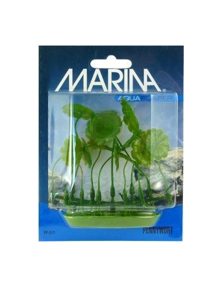 Marina Aquascaper Foreg. Plants  Pennywort 5 Cm