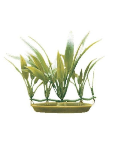 Marina Aquascaperforeg.  Cryptocorine Becke