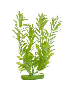Marina Aquascaper Med.  Hygrophila 20 Cm