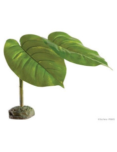 Planta Scindapus