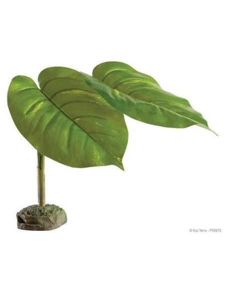 Planta Scindapus