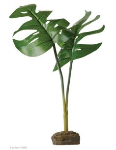 Planta Phyllo