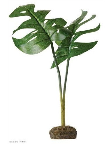 Planta Phyllo