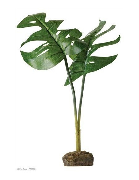 Planta Phyllo