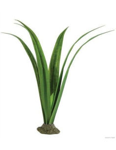 Planta Pandanus