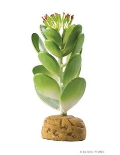 Cactus Jade