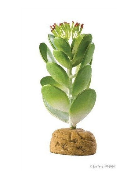 Cactus Jade
