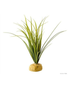 Turtle Grass Planta