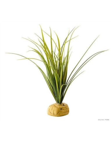 Turtle Grass Planta