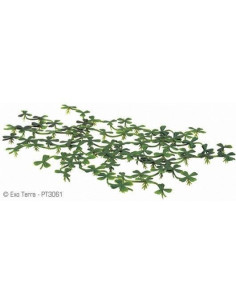 Exo Terra Planta Flotante Lenteja de Agua 15cm