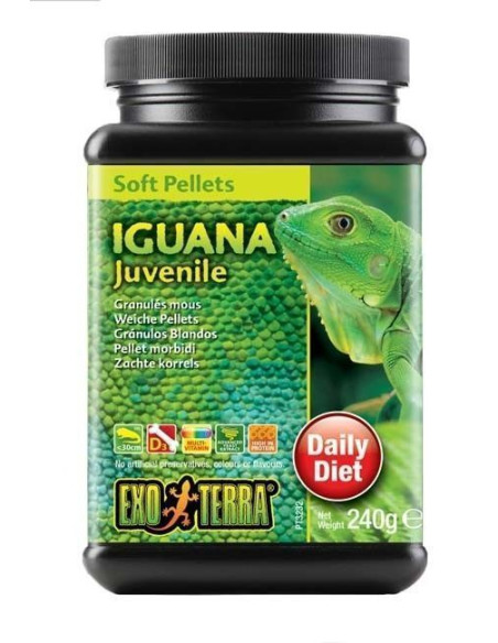 Iguana Joven