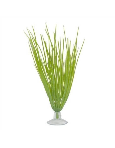 Hairgrass Con Ventosa 12,5cm