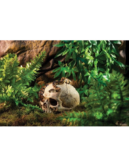 Primate Skull