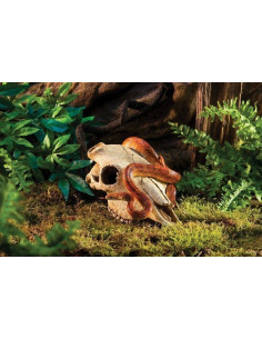 Buffalo Skull