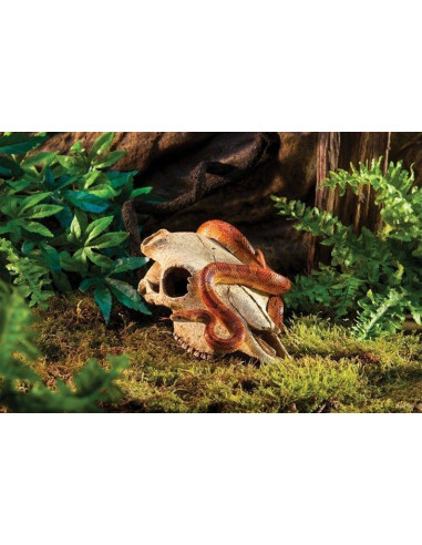 Buffalo Skull