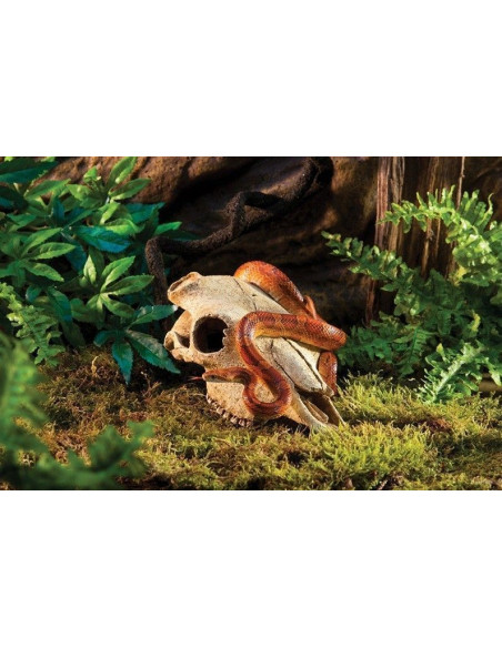 Buffalo Skull