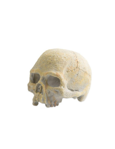 Exo Terra Calavera Fluorescente