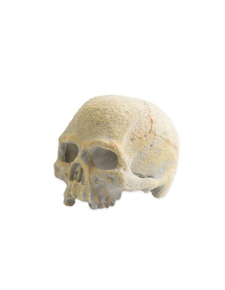 Exo Terra Calavera Fluorescente