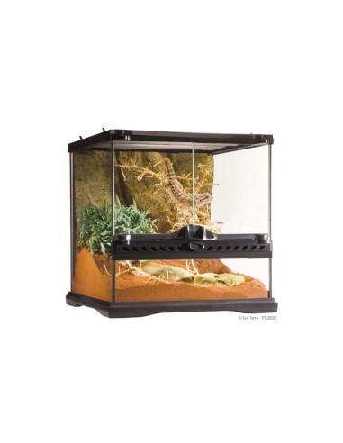 Terrario Mini