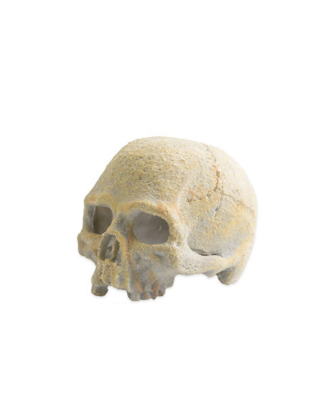 Exo Terra Calavera Fluorescente