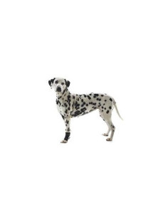 PROTECTOR CARPAL PERRO REHAB KRUUSE T-M