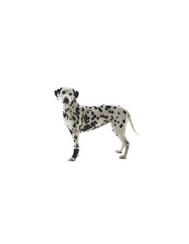 PROTECTOR CARPAL PERRO REHAB KRUUSE T-M